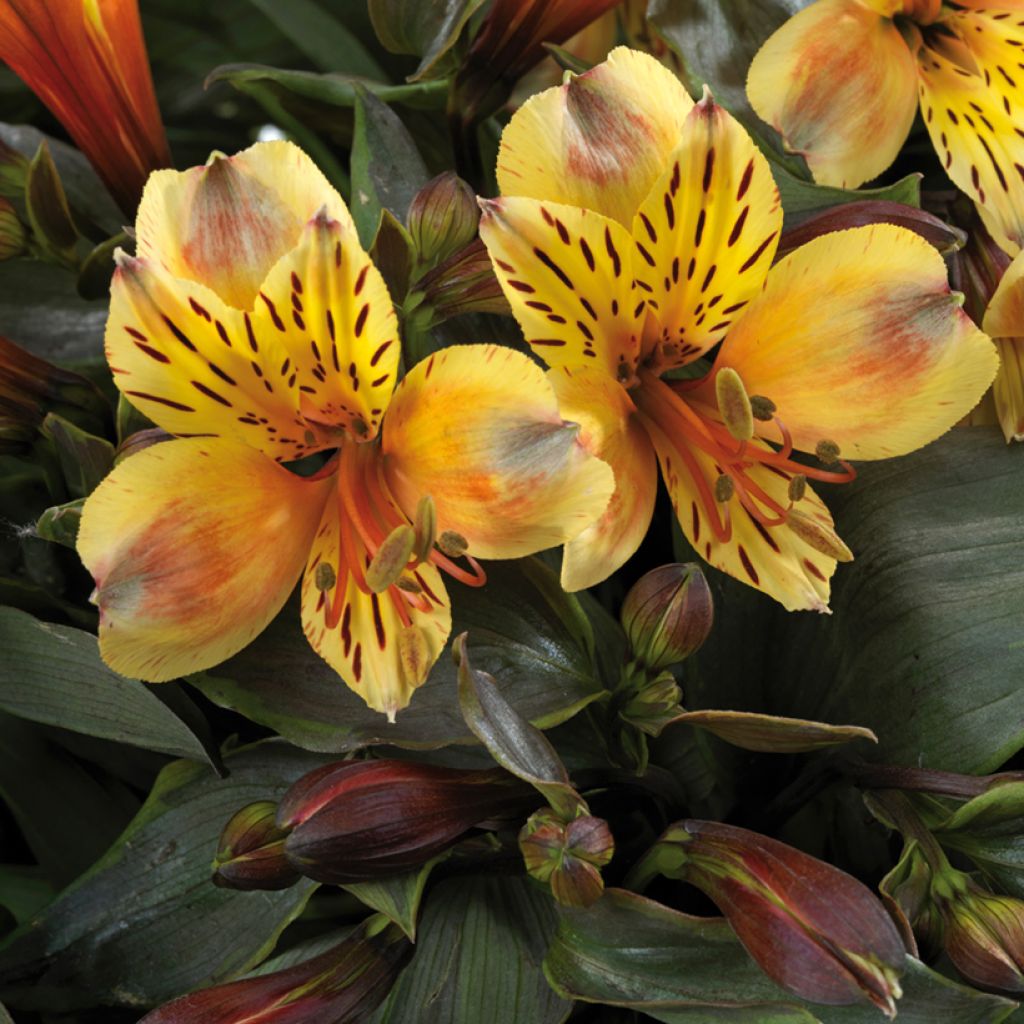 Alstroemeria Summer Breeze - Lis des Incas