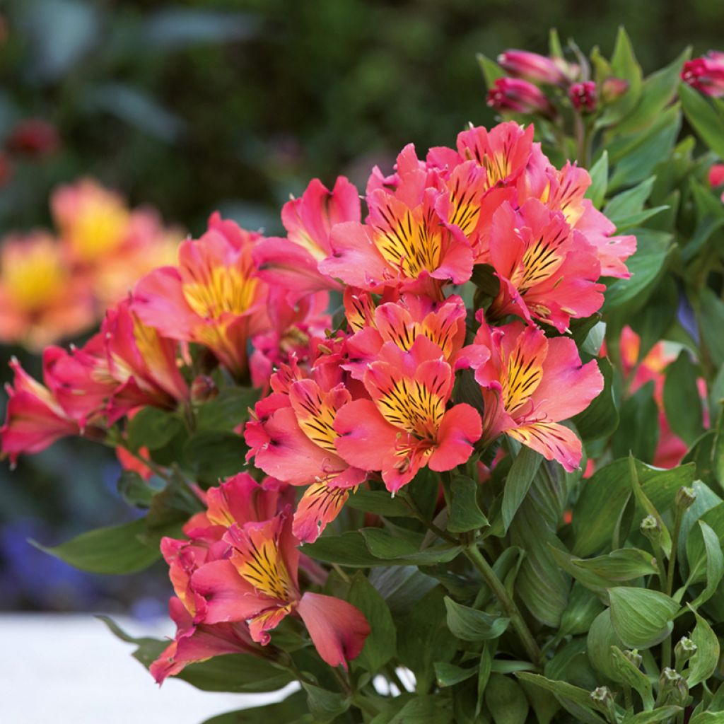 Alstroemeria Valley Girl - Lis des Incas