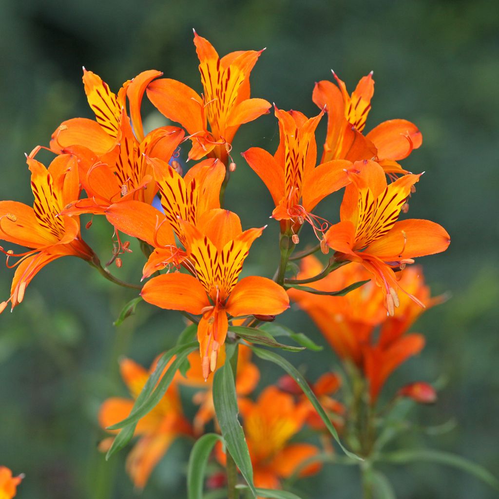 Alstroemeria aurea Orange King - Lys des Incas