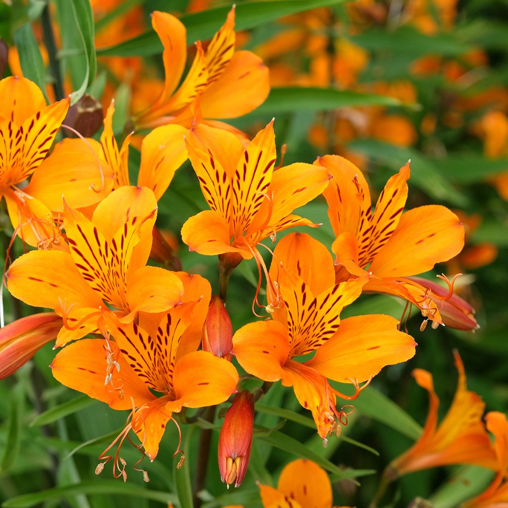 Alstroemeria aurea Orange King - Lys des Incas