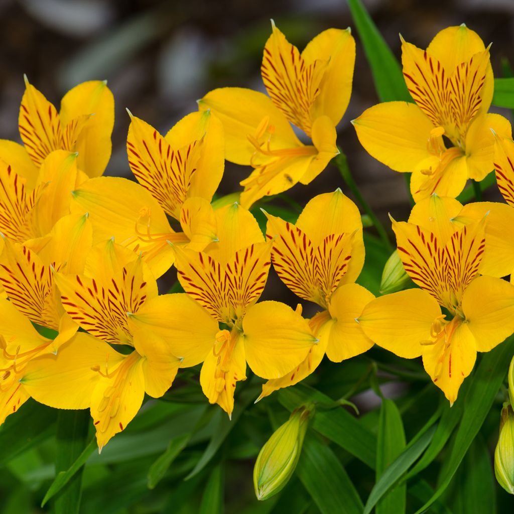Alstroemeria aurea Lutea - Lis des Incas