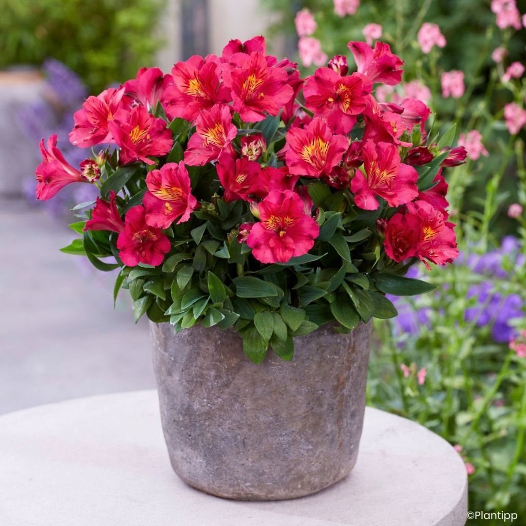 Alstroemeria Incalys Cherry - Lis des Incas