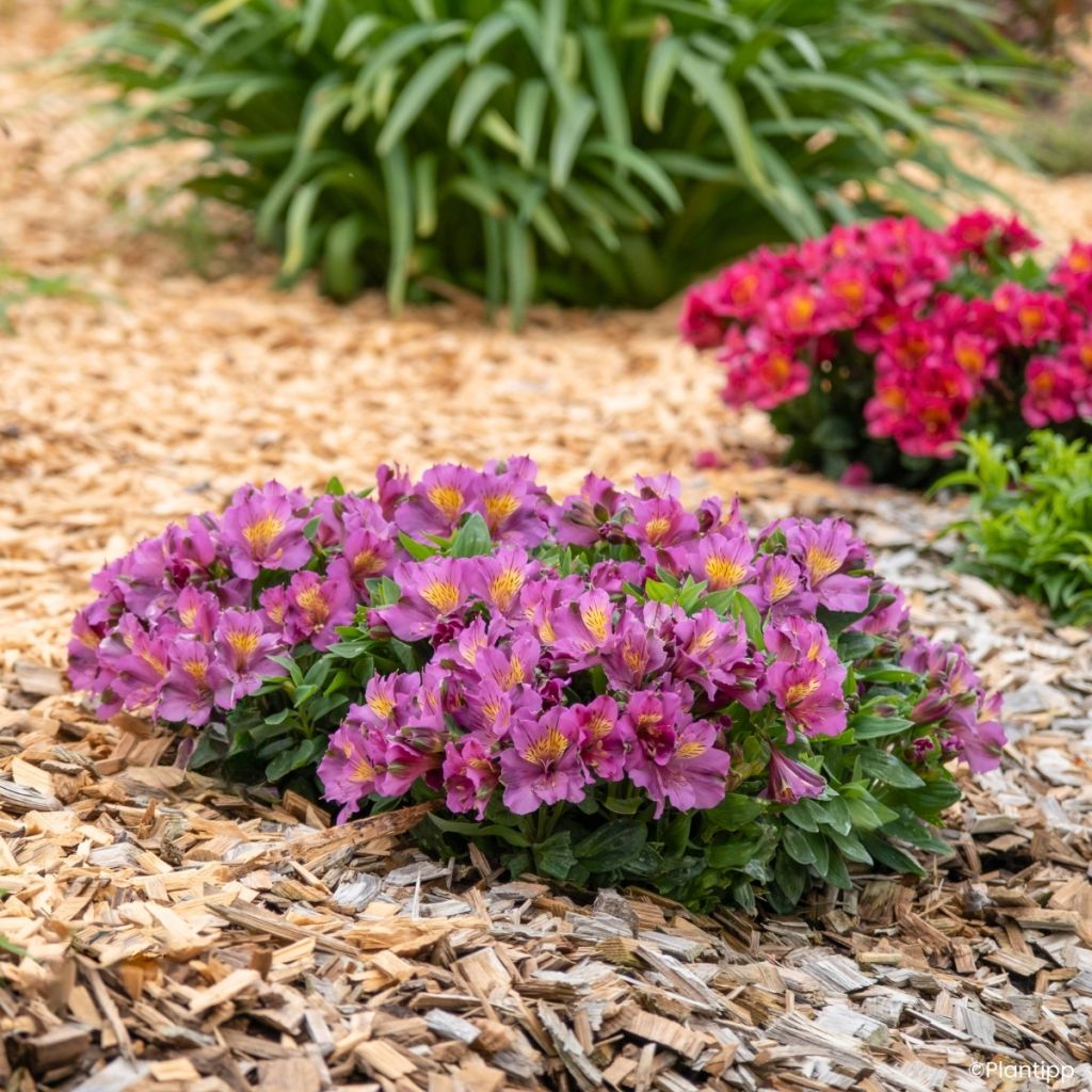 Alstroemeria Incalys Purple - Lis des Incas