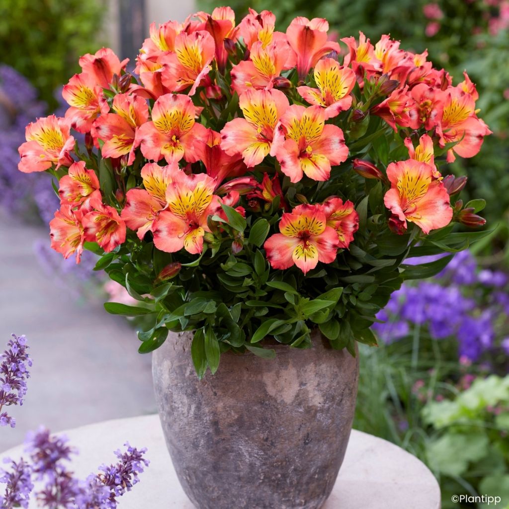 Alstroemeria Incalys Salmon - Lis des Incas