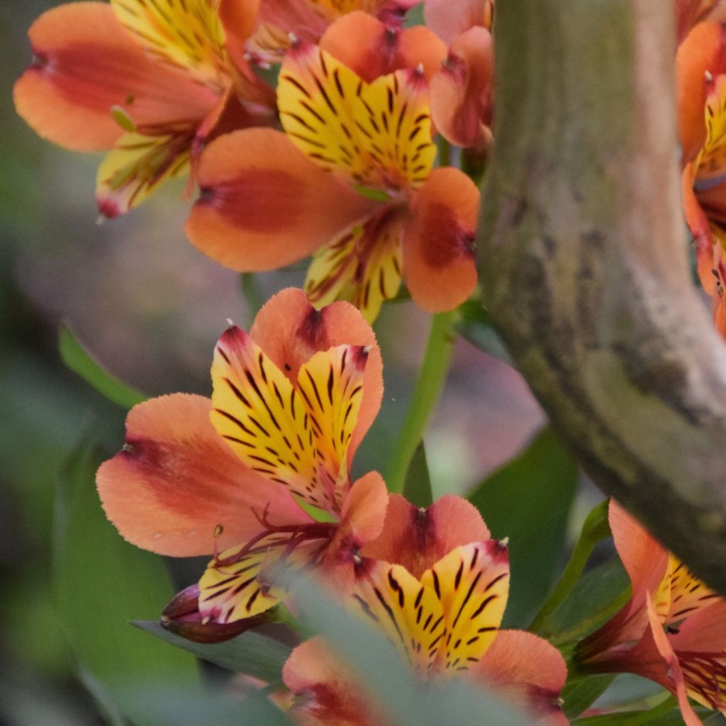 Alstroemère Inticancha Bryce - Lis des Incas