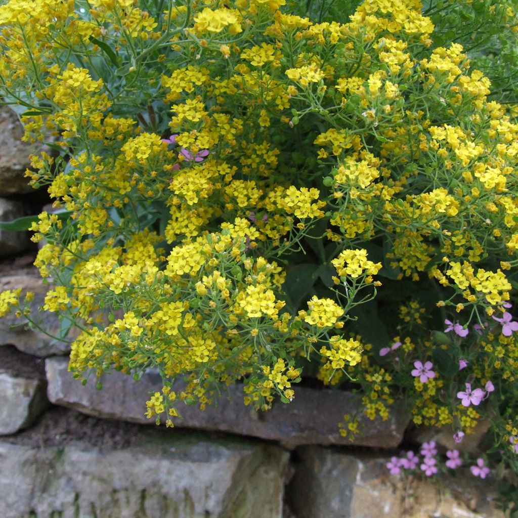 Alyssum montanum Berggold - Corbeille d'Or