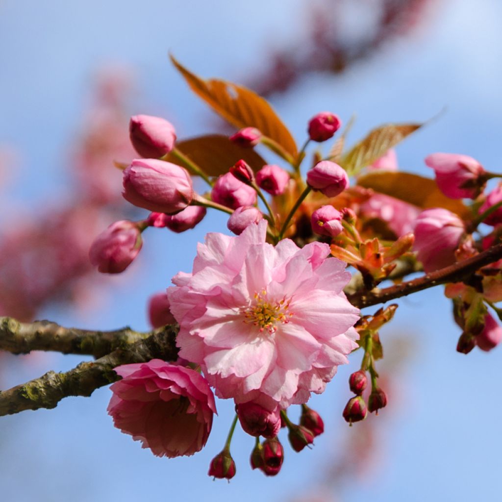 Amandier à fleurs - Prunus triloba Multiplex