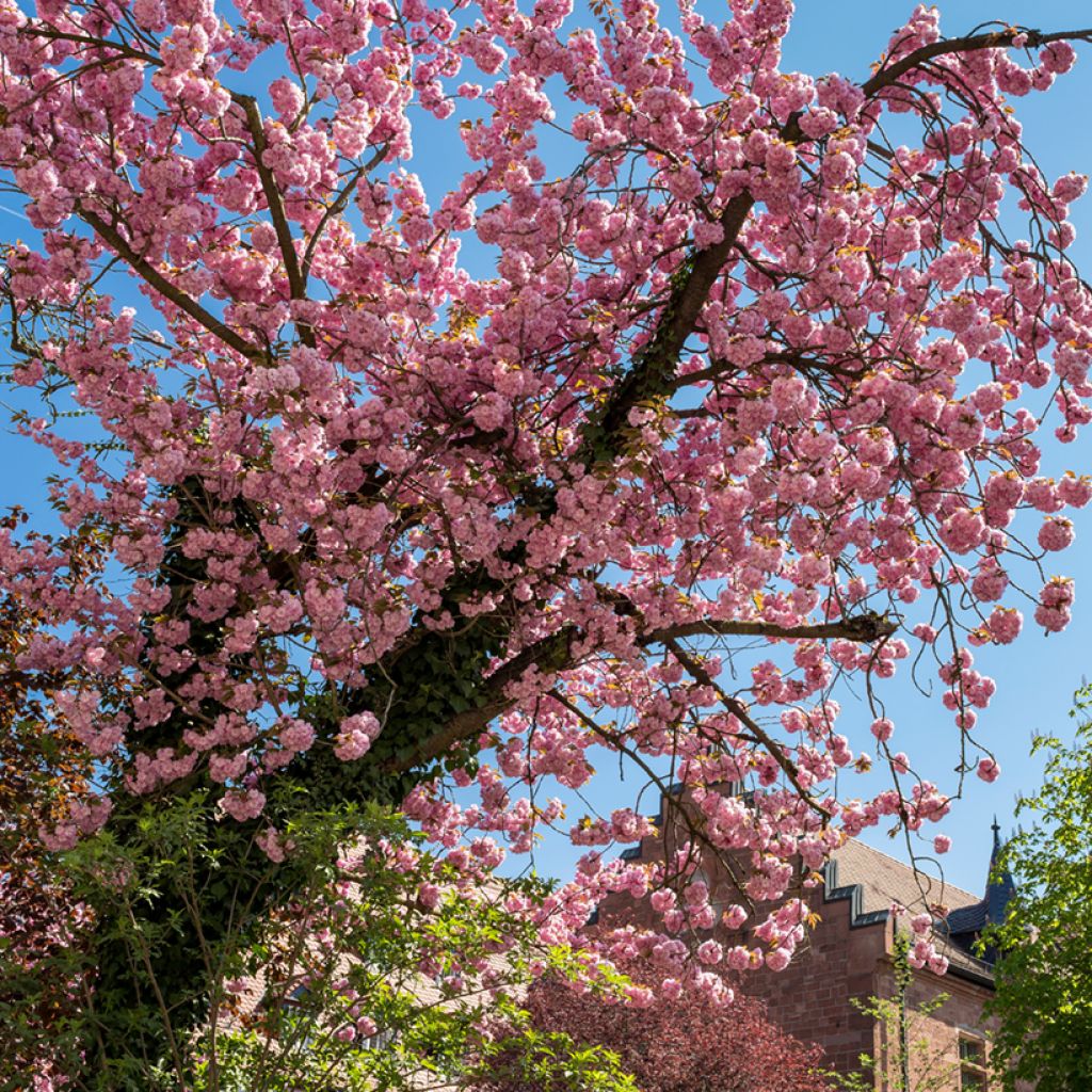 Amandier à fleurs - Prunus triloba 