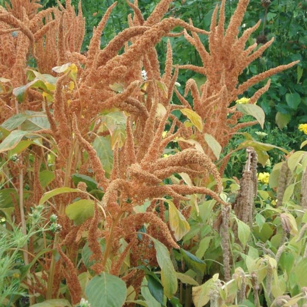 Amaranthe Hot Biscuits