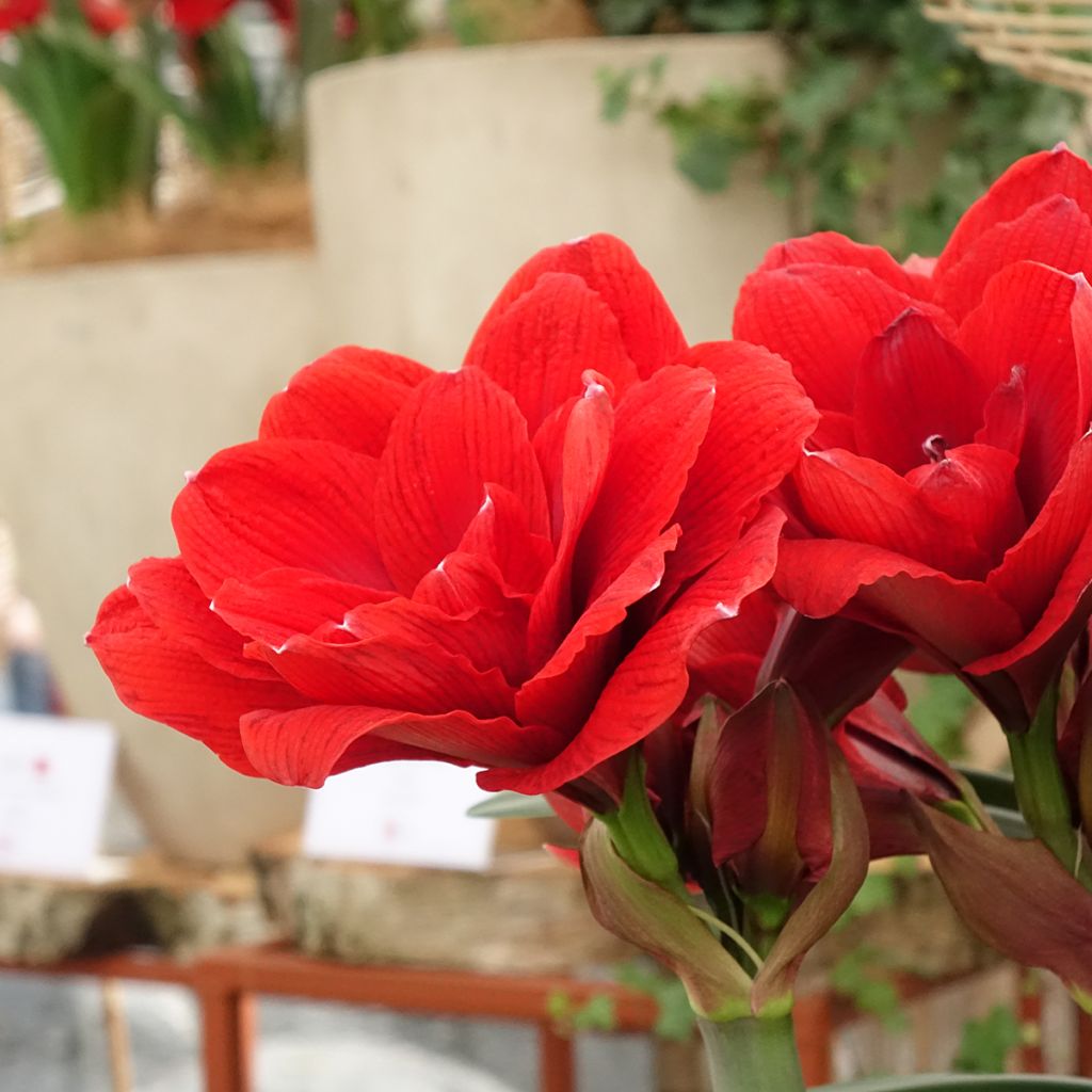 Amaryllis Double Dragon