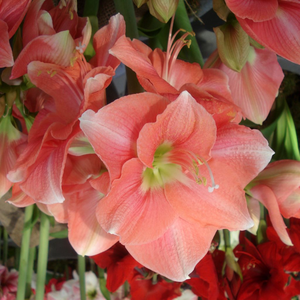 Amaryllis Rosalie