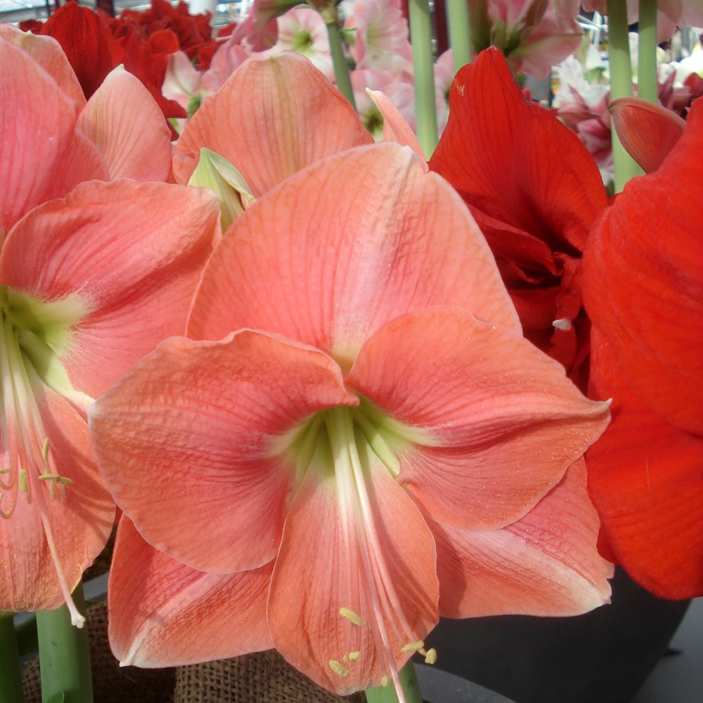 Amaryllis Rosalie