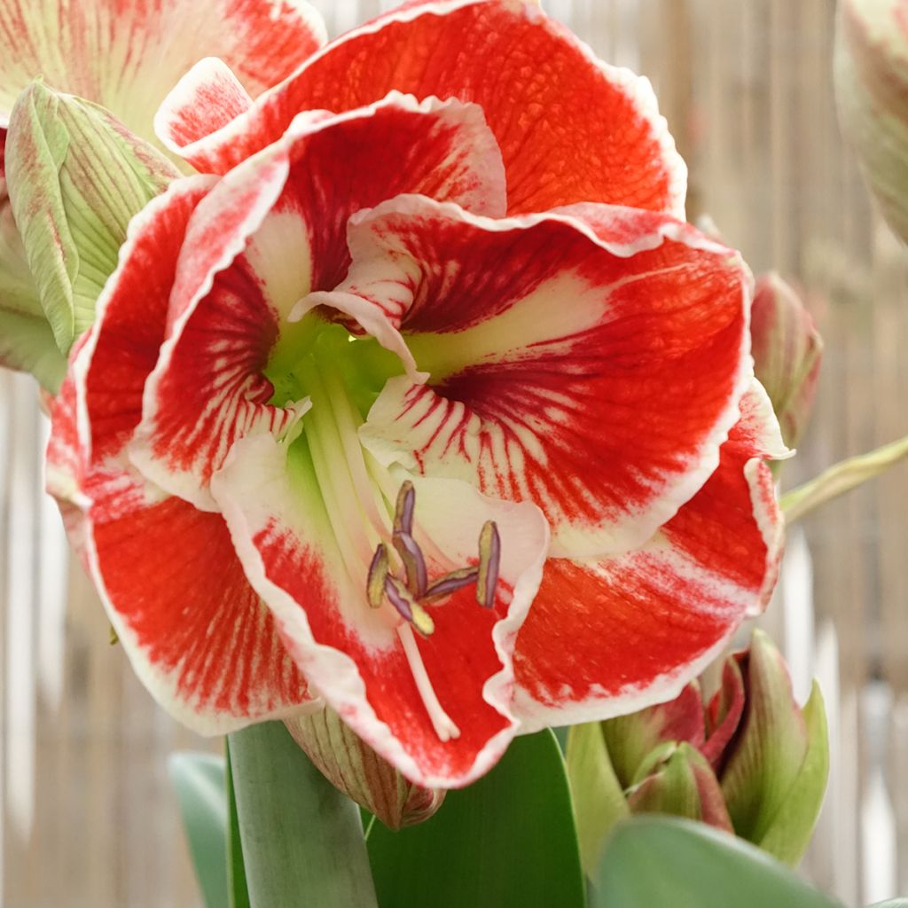 Amaryllis Samba