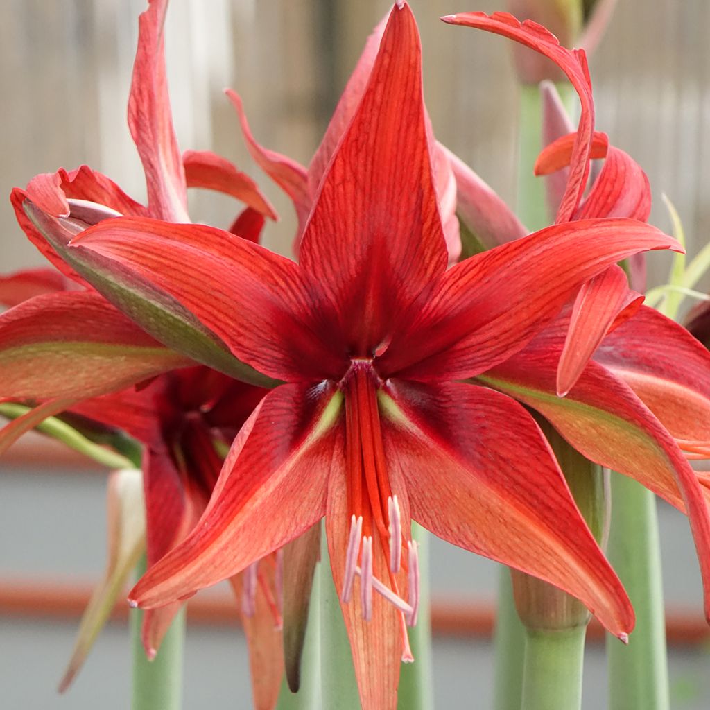 Amaryllis Cybester Bogota 