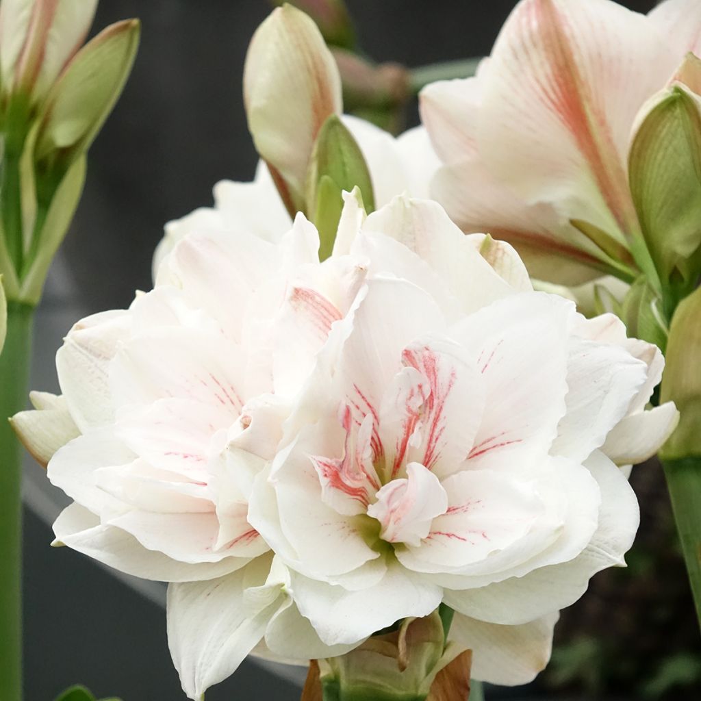 Amaryllis double Aquaro - Hippeastrum