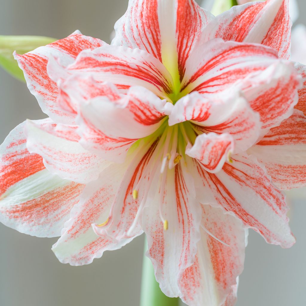 Amaryllis double Nymph