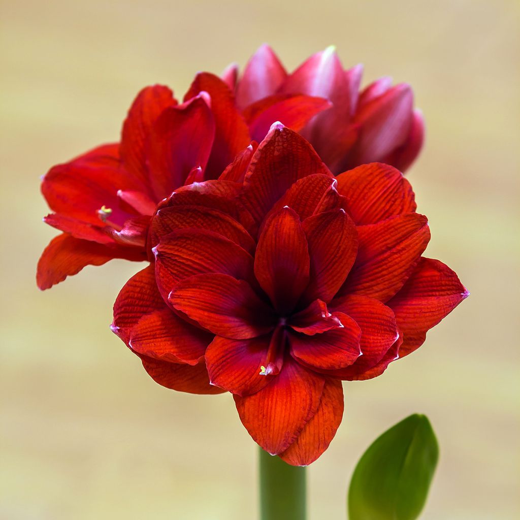 Amaryllis Double Dragon