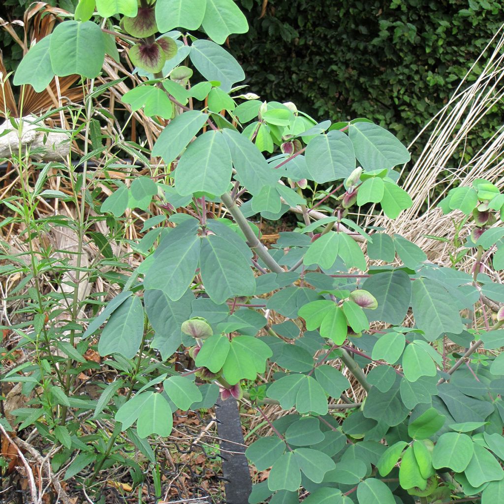 Amicia zygomeris - Amicie à fleurs jaunes.