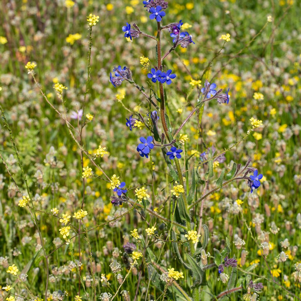 Anchusa azurea Feltham Pride - Buglosse d'Italie