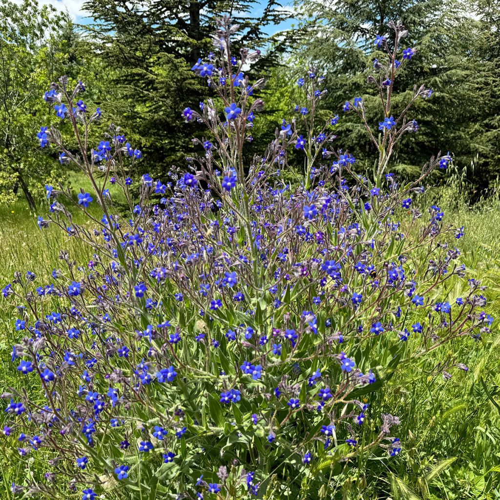 Anchusa azurea Feltham Pride - Buglosse d'Italie