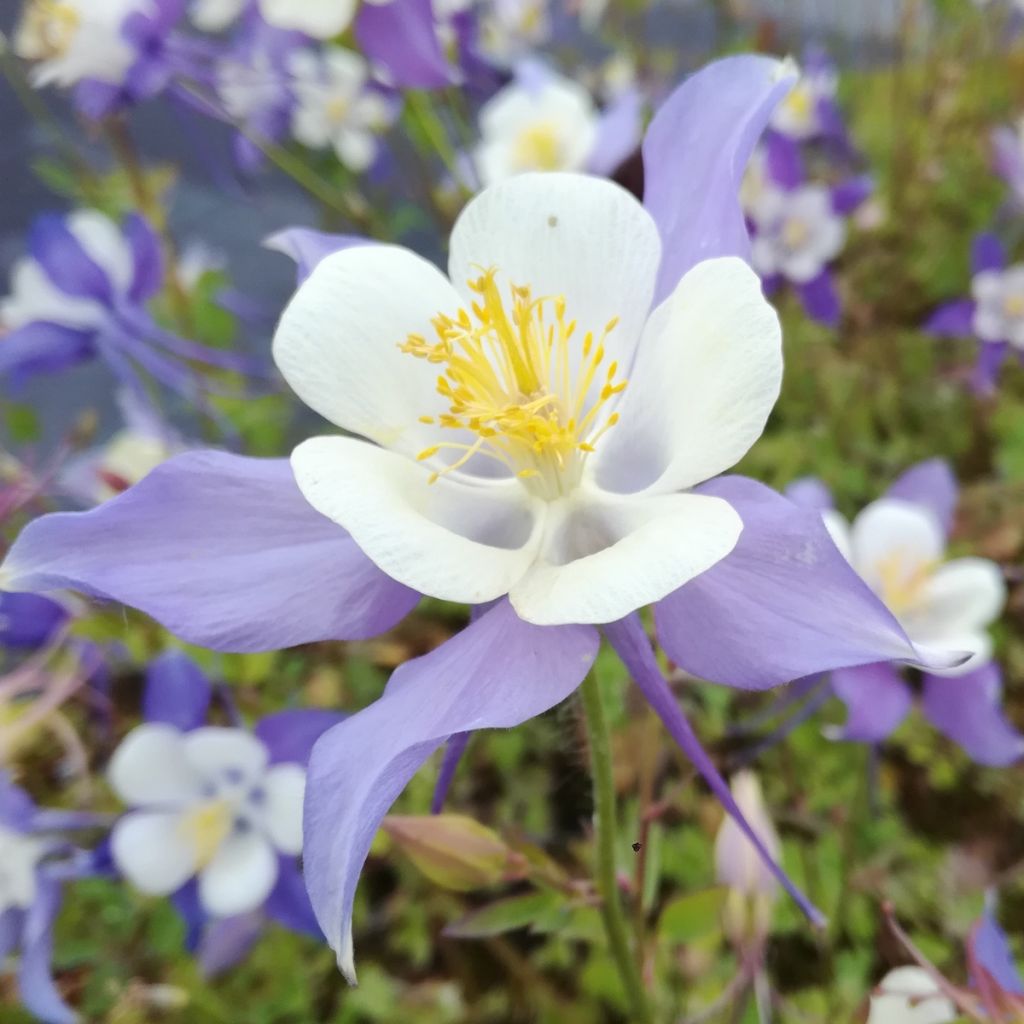 Ancolie bleue - Aquilegia coerulea