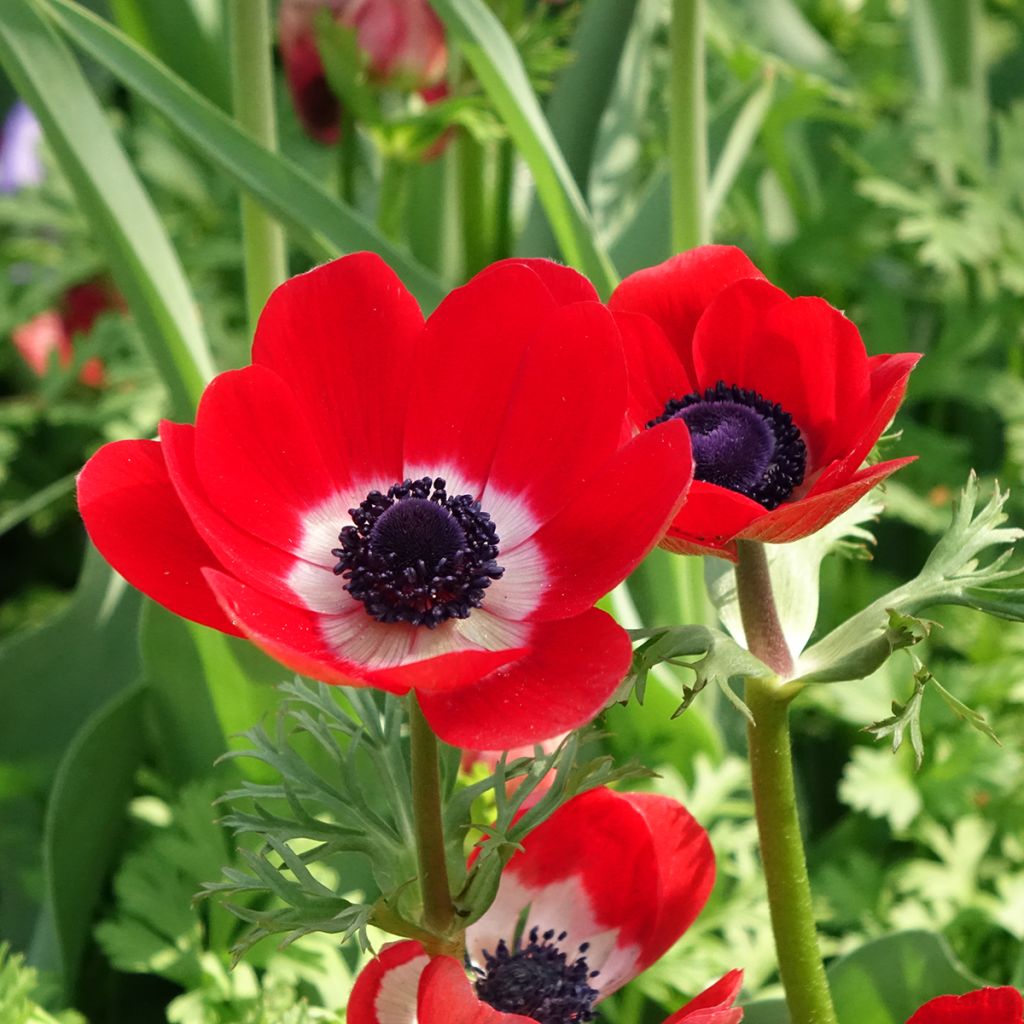 Anemone coronaria Hollandia - Anémone de Caen