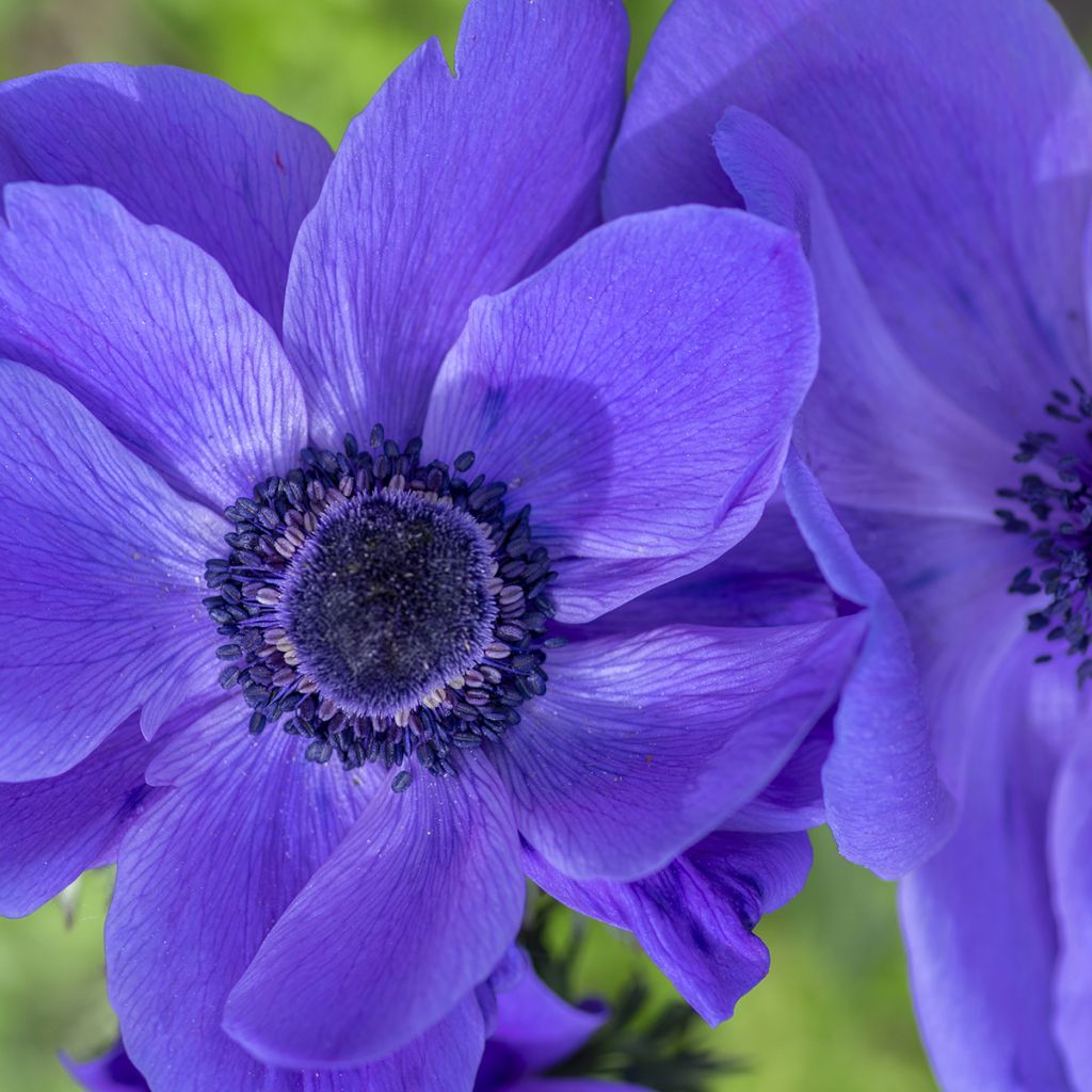 Anemone coronaria Mr Fokker - Anémone de Caen