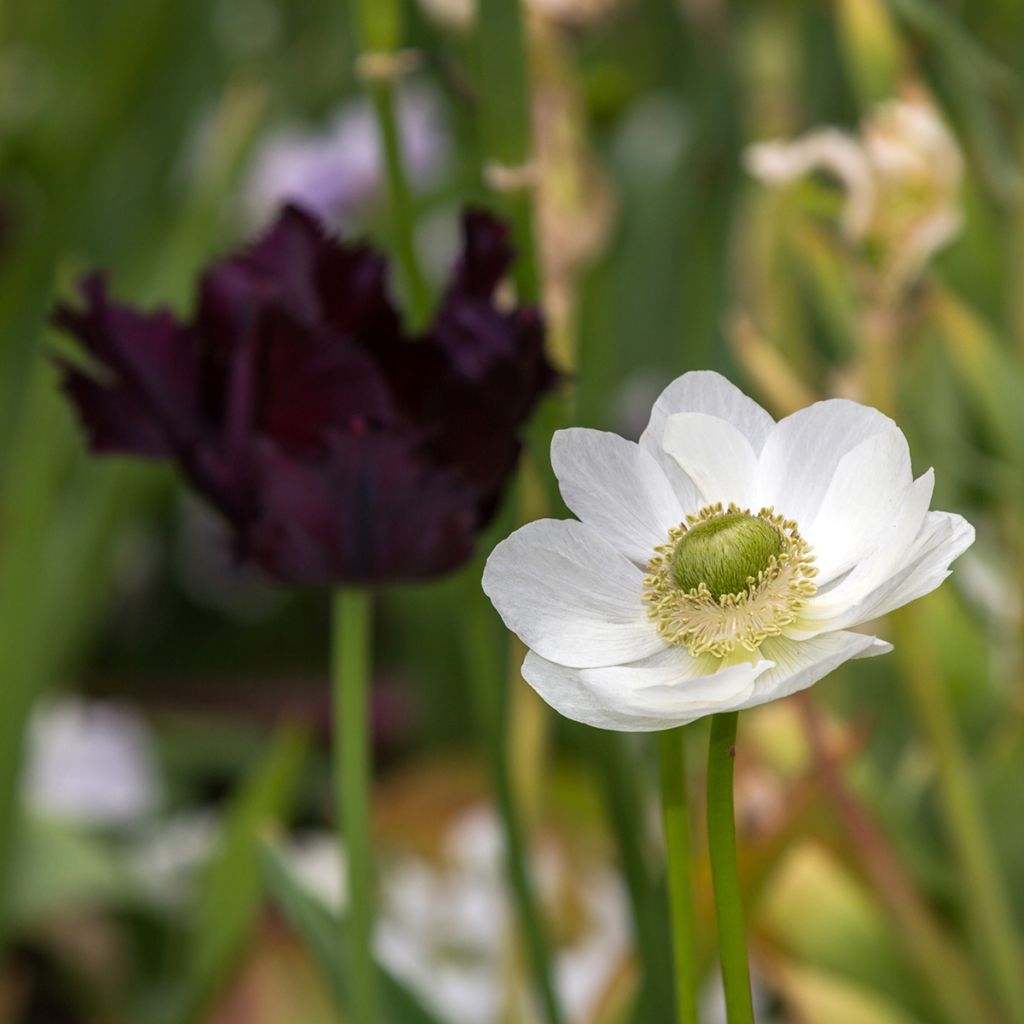 Anemone coronaria The Bride - Anémone de Caen