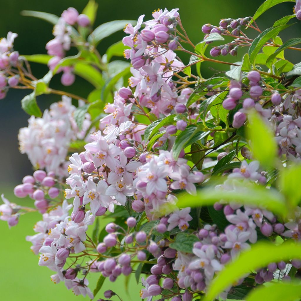 Deutzia hybride Mont Rose - Deutzie