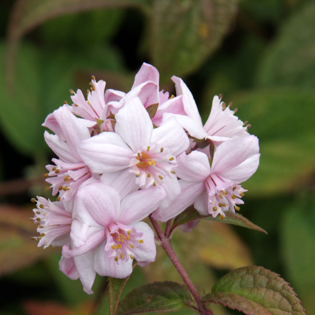 Deutzia hybride Mont Rose - Deutzie