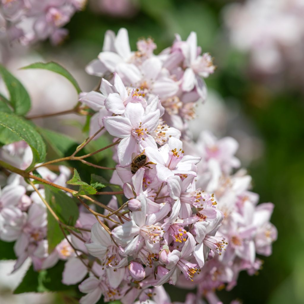 Deutzia hybride Mont Rose - Deutzie