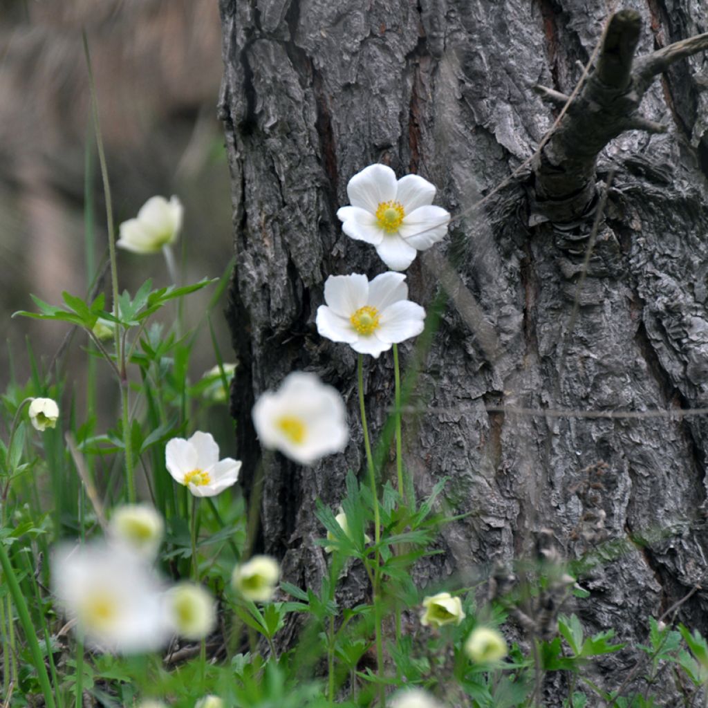 Anémone sauvage - Anemone sylvestris