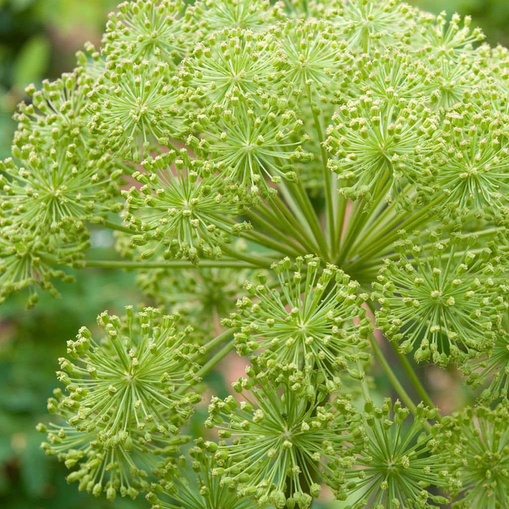 Angelique, Angelica archangelica Corinne Tremaine