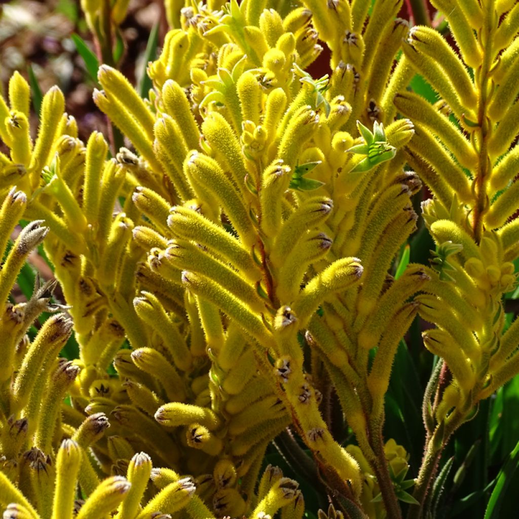 Anigozanthos Bush Bonanza