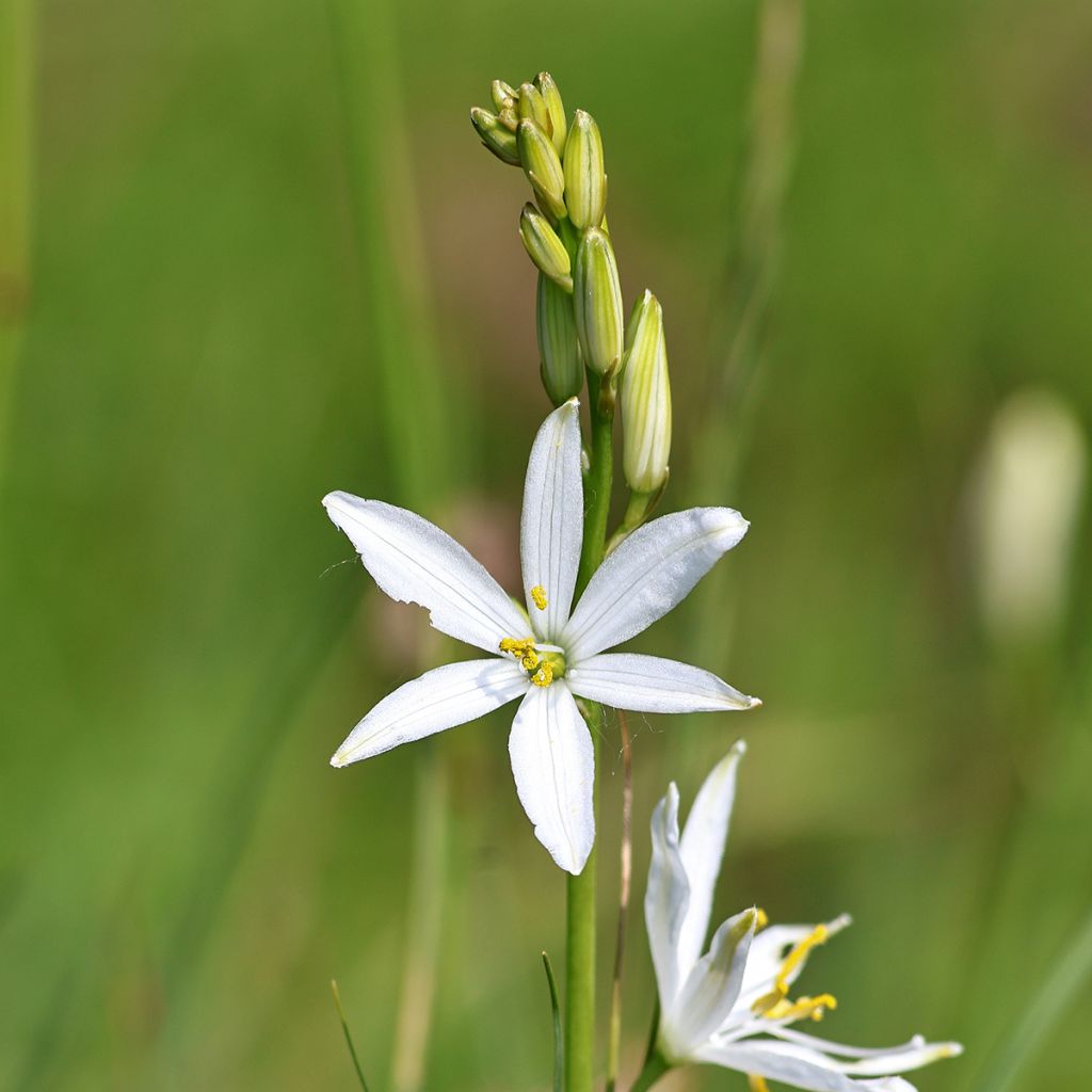 Phalangère à fleurs de lis - Anthericum liliago