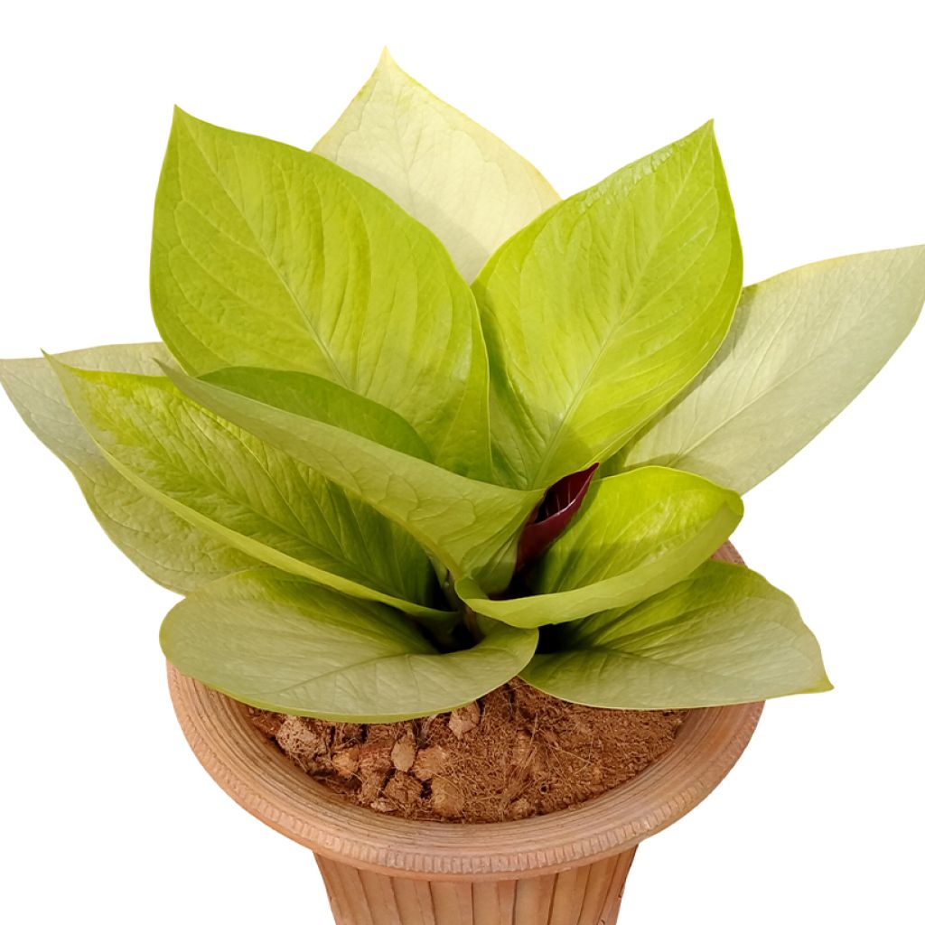 Anthurium jenmanii Gold