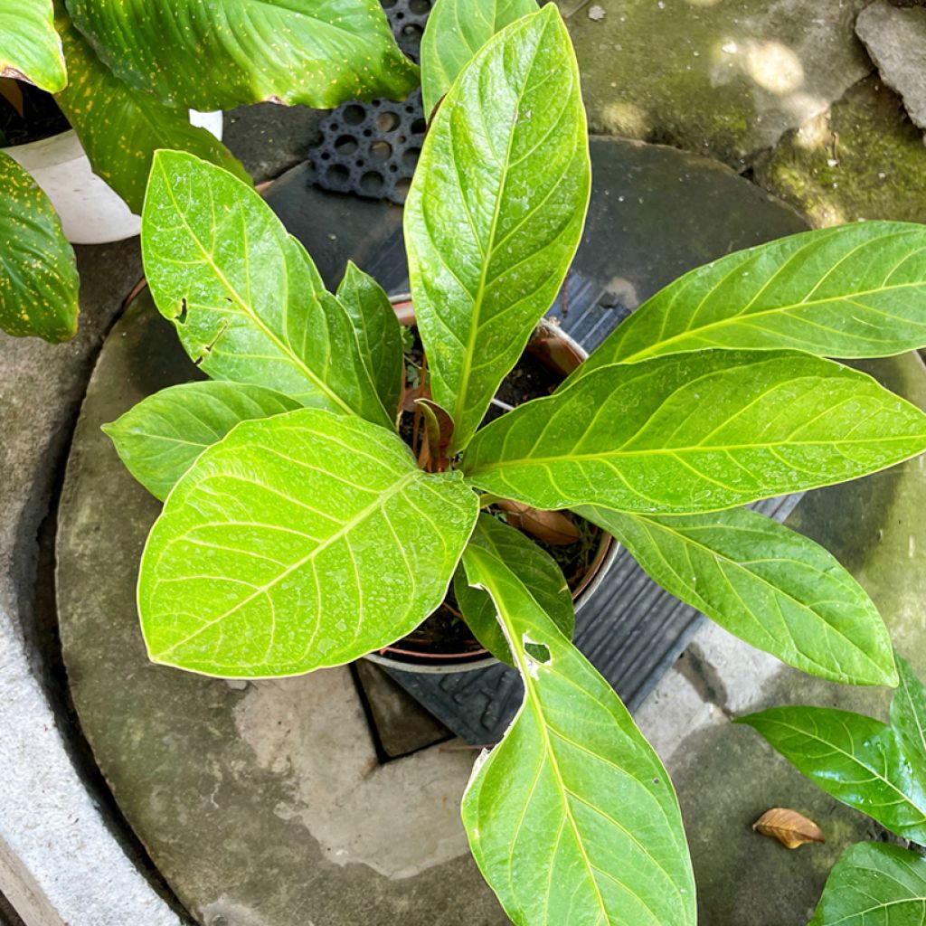 Anthurium jenmanii Green Jady