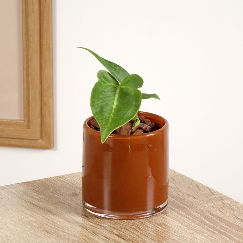 Anthurium magnificum