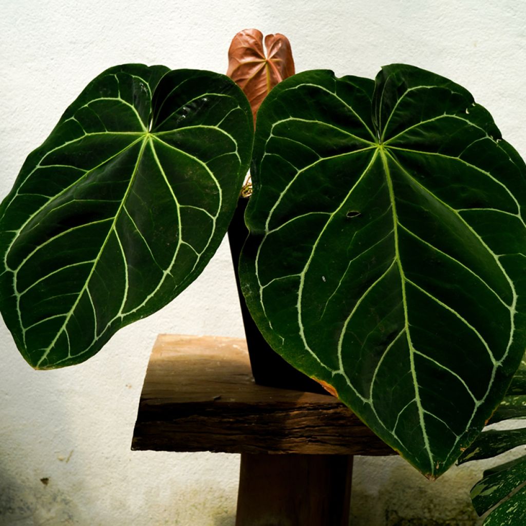 Anthurium magnificum