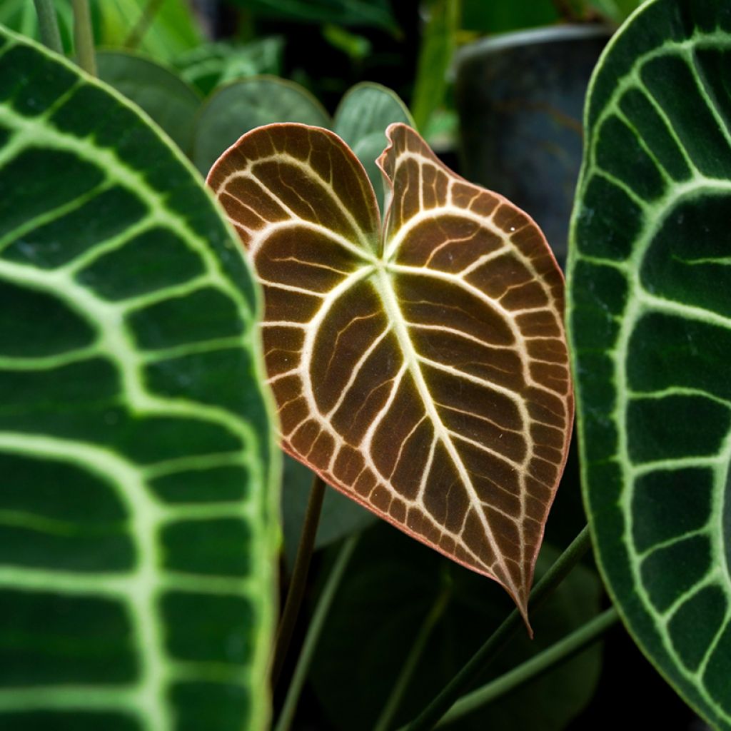 Anthurium clarinervium