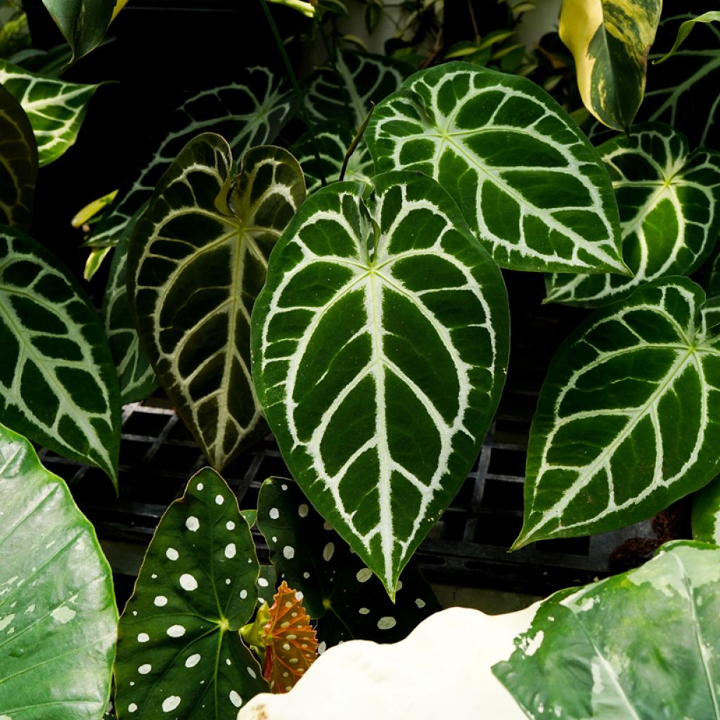Anthurium crystallinum