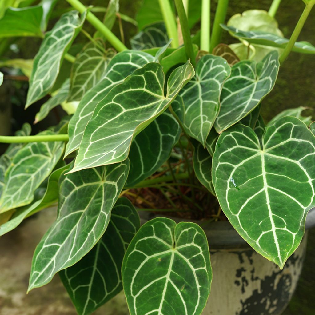Anthurium crystallinum