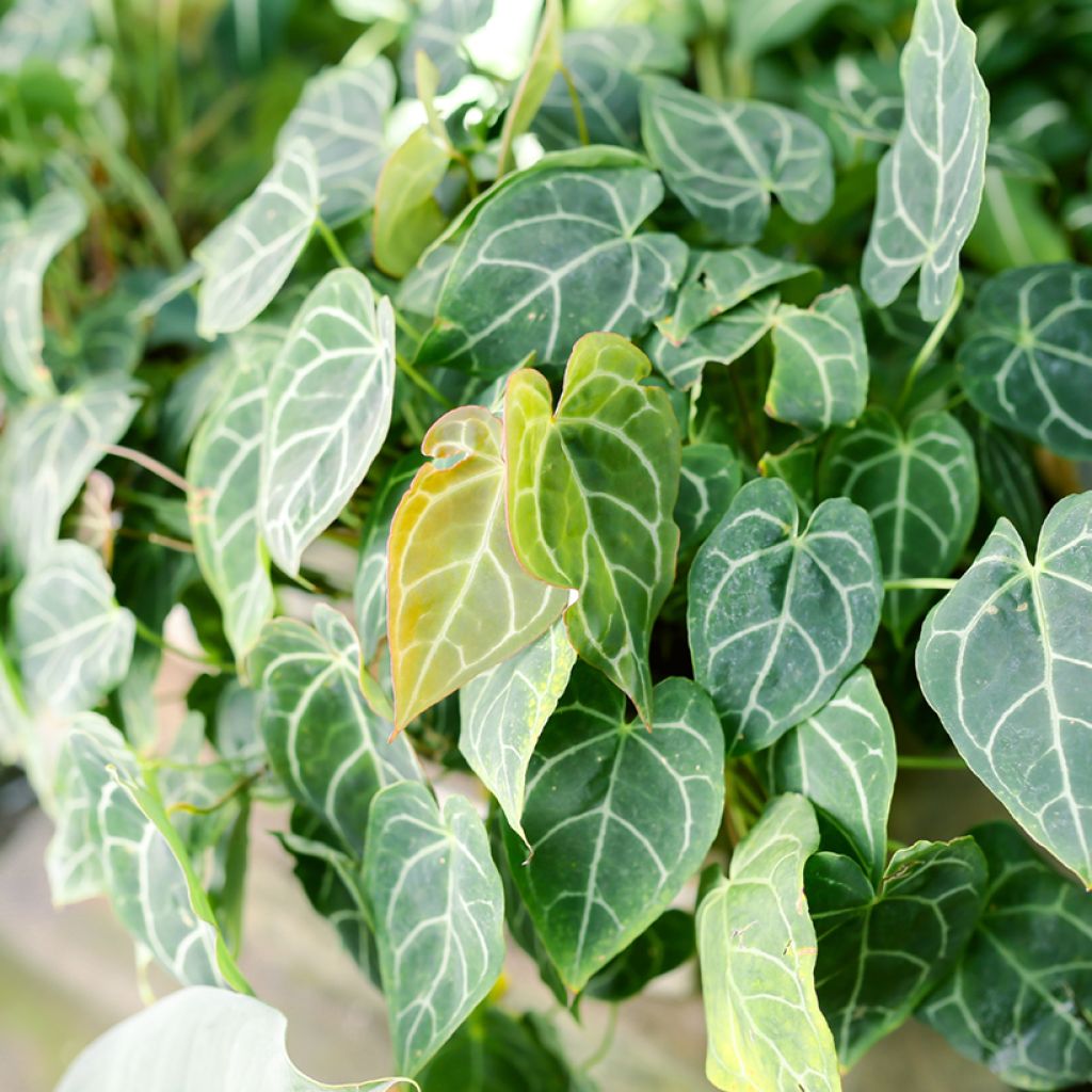 Anthurium crystallinum