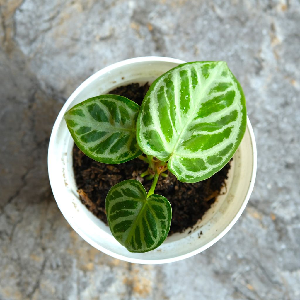 Anthurium Crystal Hope