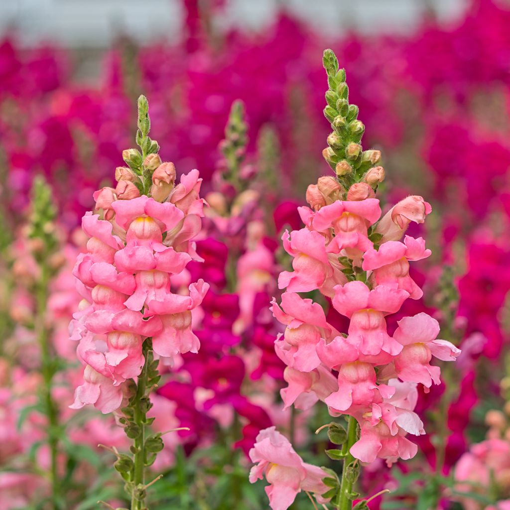 Antirrhinum majus Pretty in Pink - Muflier vivace