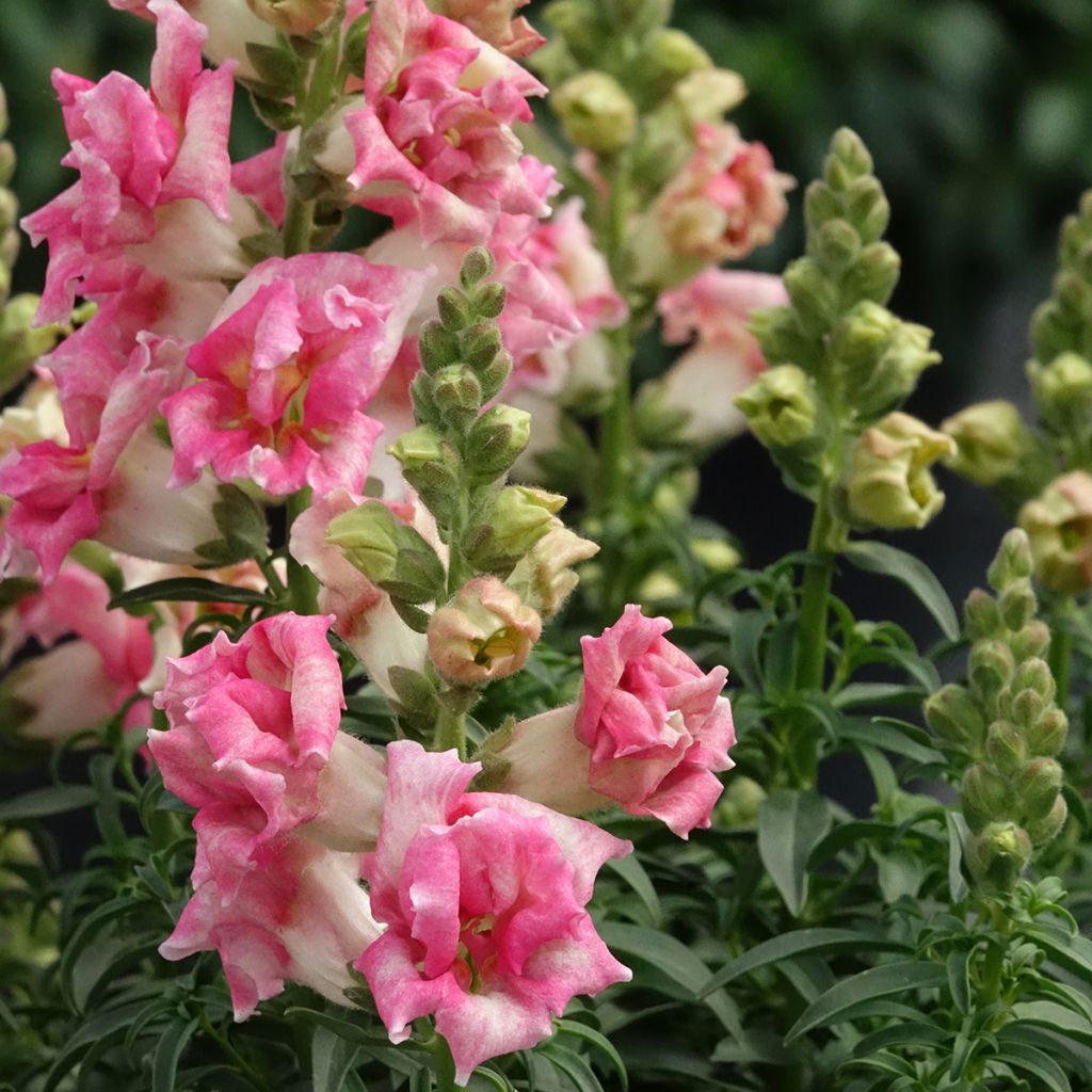 Graines de Muflier Sweet Duet Appleblossom - Antirrhinum majus