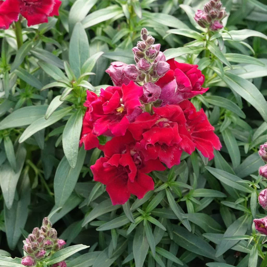 Graines de Muflier Sweet Duet Deep Red - Antirrhinum majus