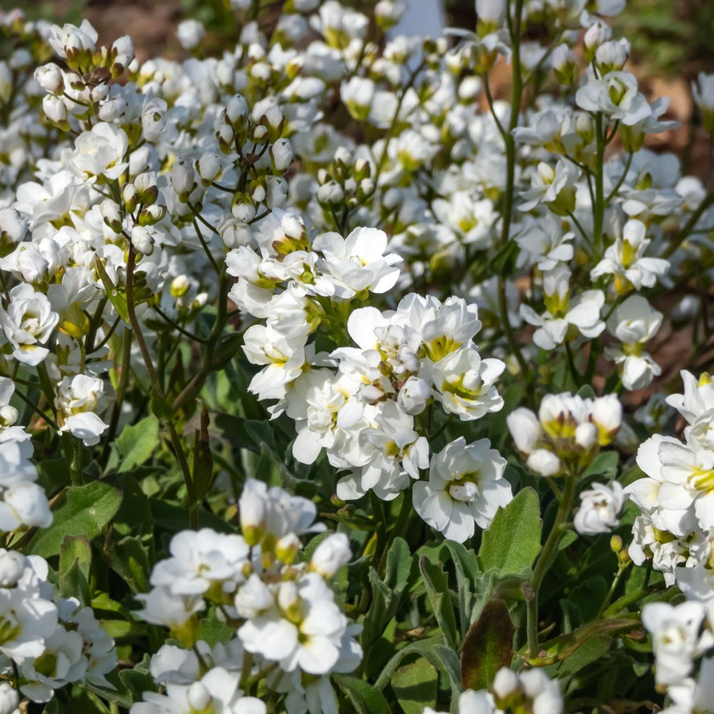 Arabis caucasica Plena - Corbeille d'argent
