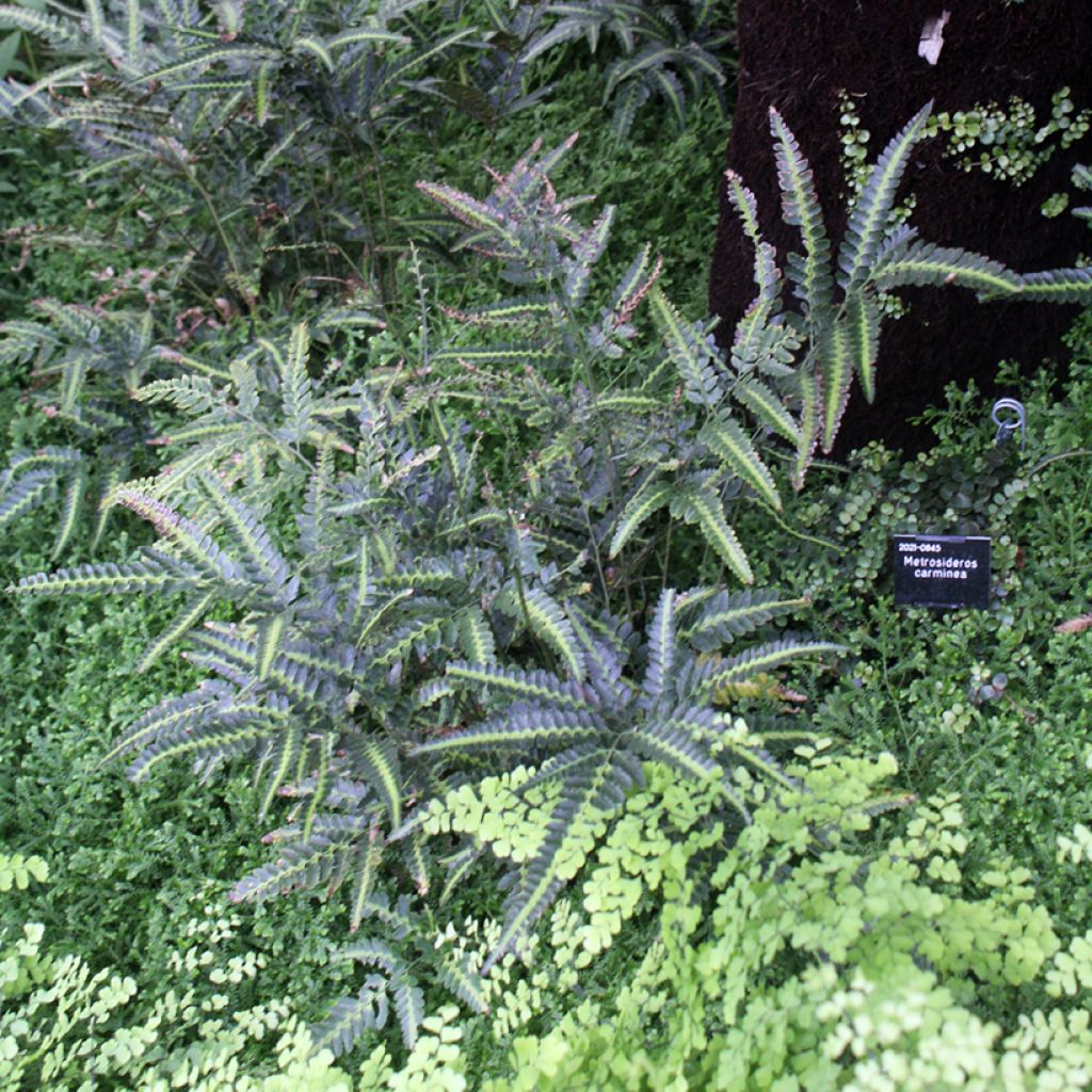 Arachniodes simplicior - Fougère persistante