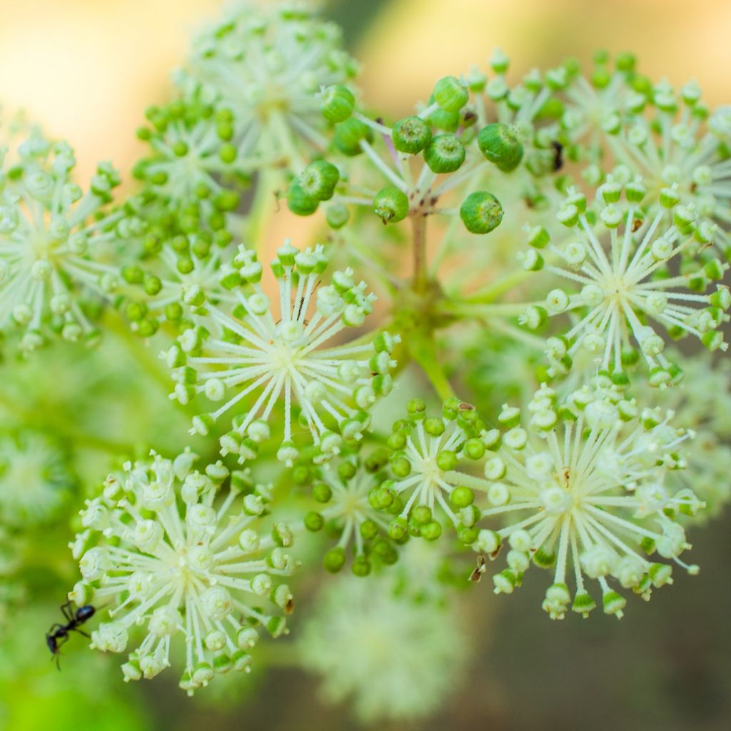 Aralia cordata Sun King - Aralie dorée